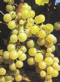 semillon szolo